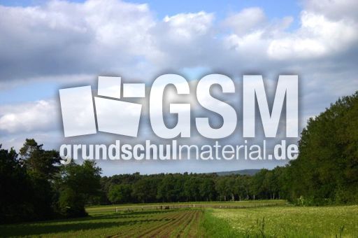 Wald-5.jpg
